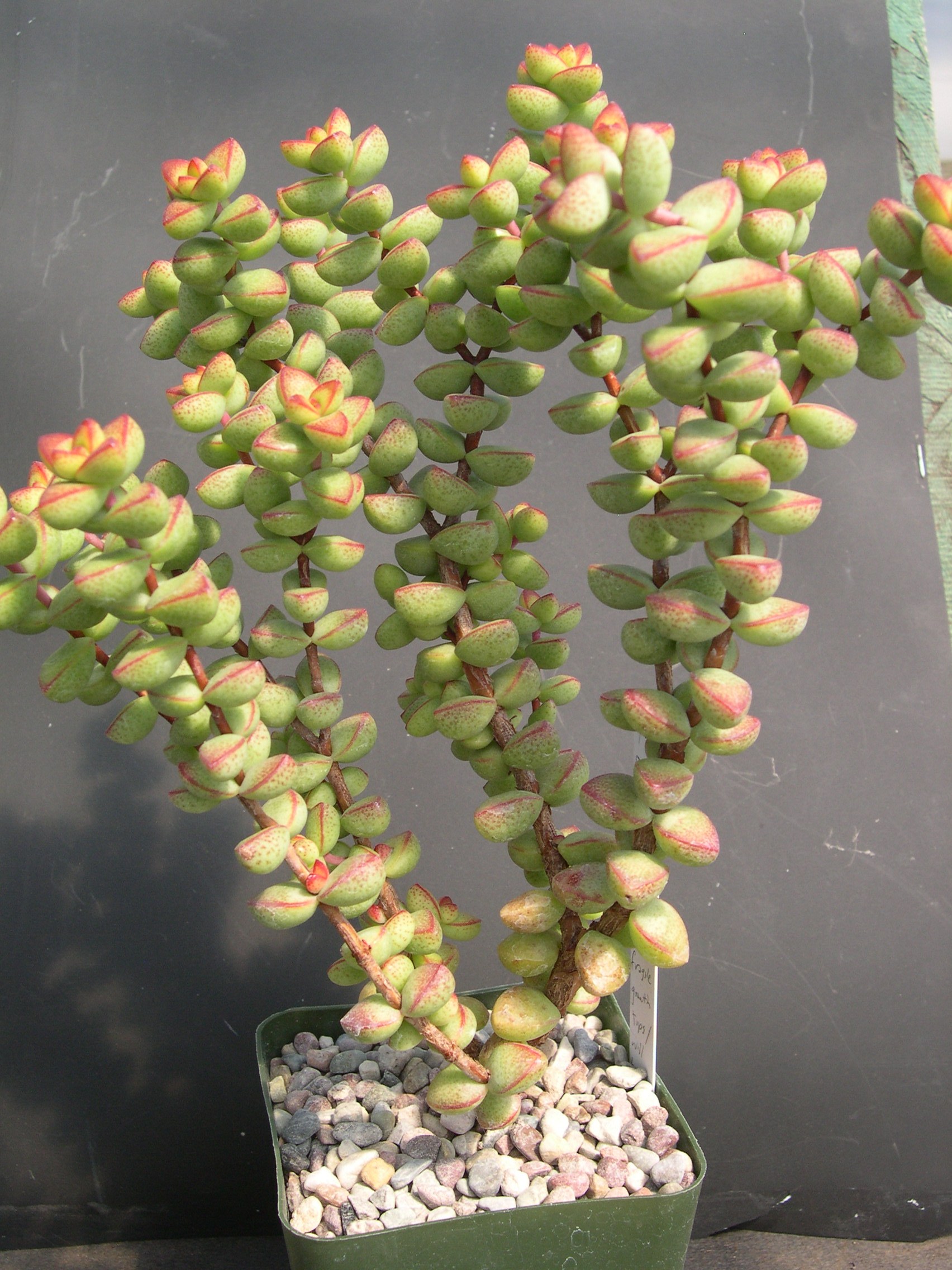Крассула brevifolia